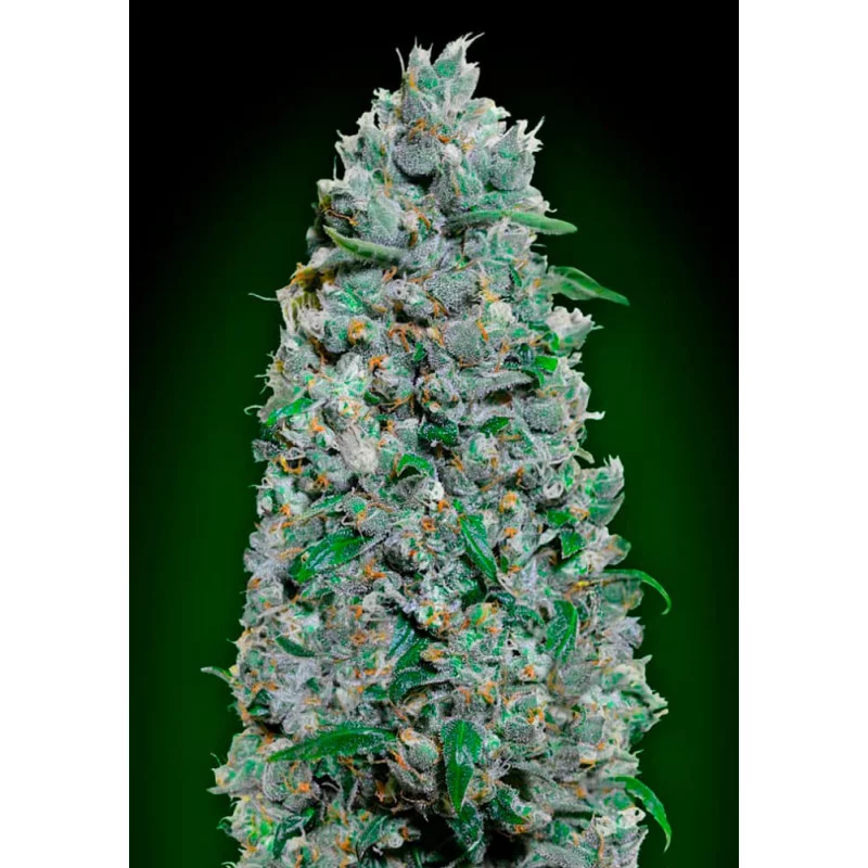 AUTO AFGHAN MASS XXL - OO Seeds SEEDS-BANK.CZ JIHLAVA