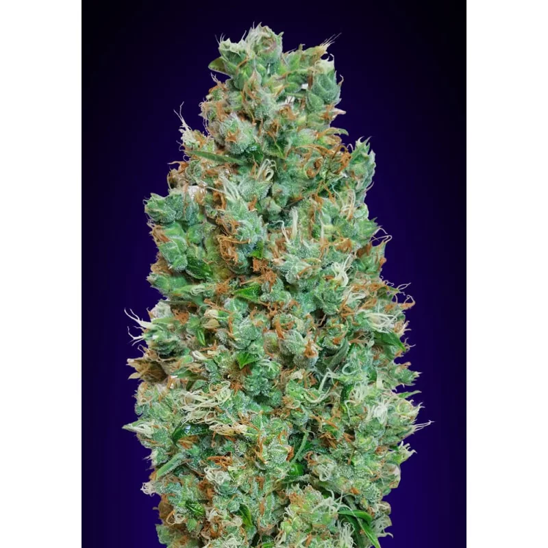 Auto Blueberry – 00 Seeds – autoflowering semena konopí