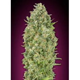 Auto Bubble Gum XXL – 00 Seeds – detail pryskyřičného květu