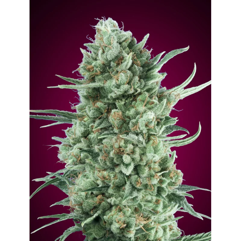 Auto Bubble Gum XXL – 00 Seeds – autoflowering semena konopí