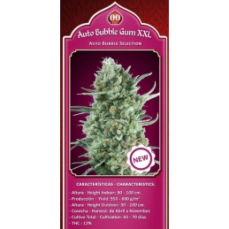 Auto Bubble Gum XXL – 00 Seeds – originální balení semen