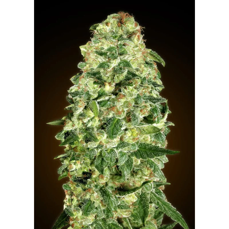 Auto California Kush – 00 Seeds – autoflowering semena konopí