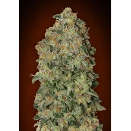 Auto Chocolate Skunk – 00 Seeds – autoflowering semena konopí
