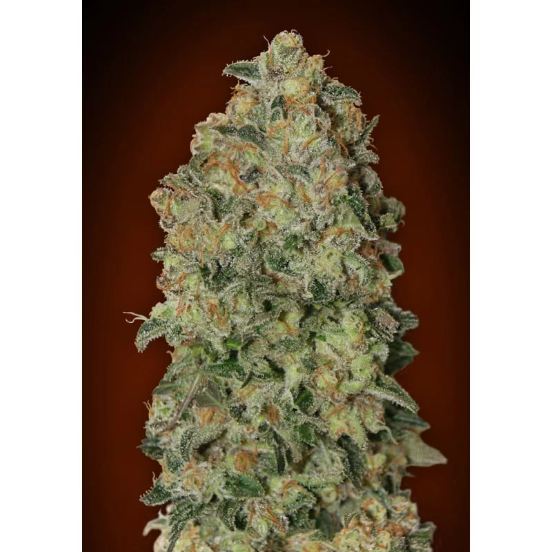 Auto Chocolate Skunk – 00 Seeds – autoflowering semena konopí