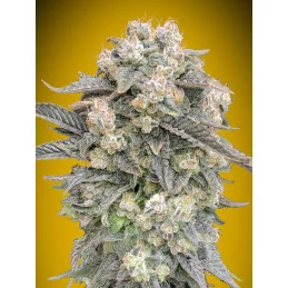 Auto Mimosa – 00 Seeds – feminizovaná autoflowering semena konopí