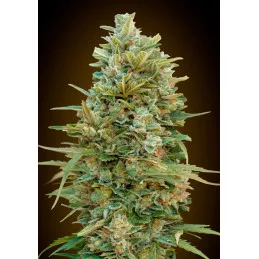 Auto Do-Si-Dos Cookies – 00 Seeds – autoflowering semena konopí