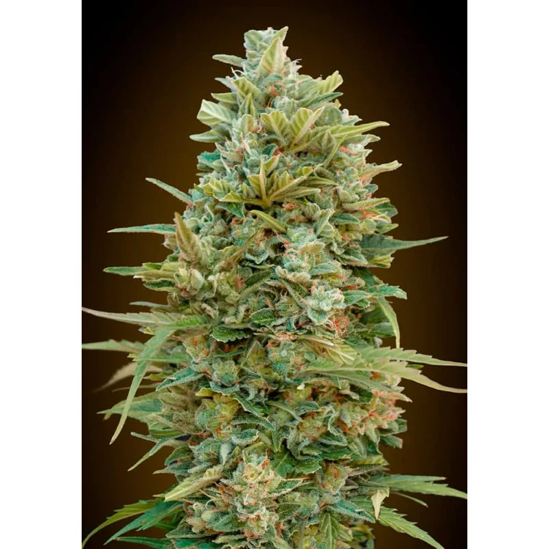 Auto Do-Si-Dos Cookies – 00 Seeds – autoflowering semena konopí