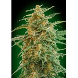 Auto Gorilla – 00 Seeds – feminizovaná autoflowering semena konopí