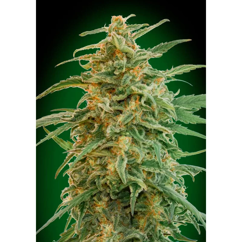 Auto Gorilla – 00 Seeds – feminizovaná autoflowering semena konopí