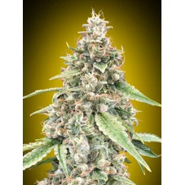 Auto Lemon OG – 00 Seeds – feminizovaná autoflowering semena konopí