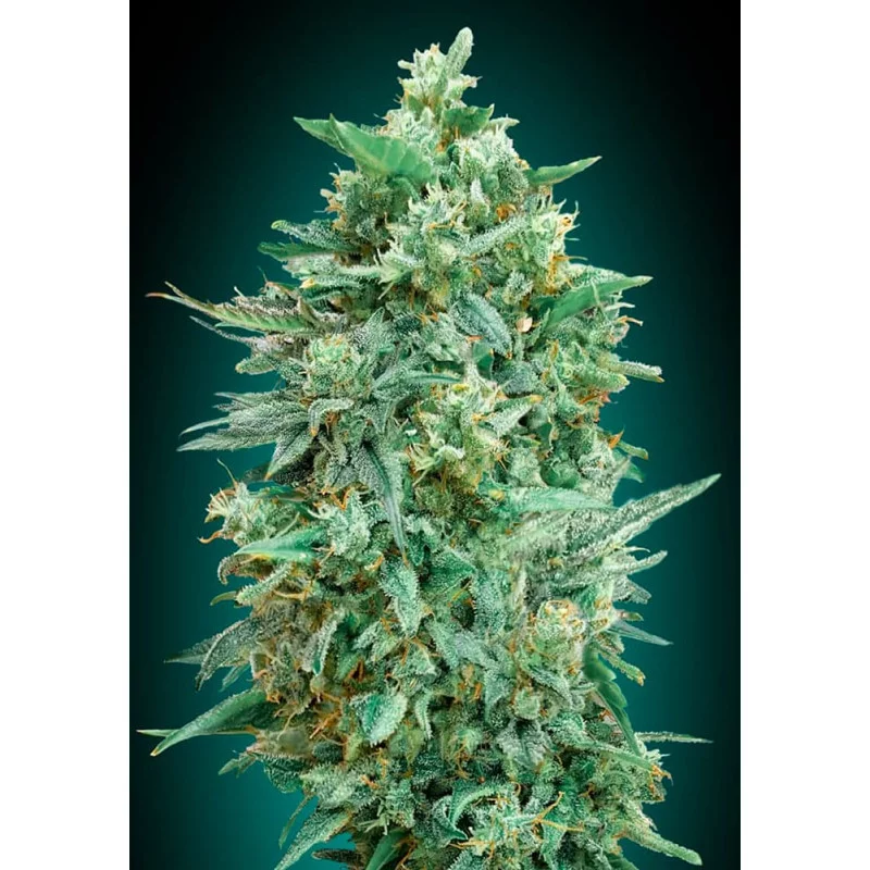 Auto Northern Lights XXL – 00 Seeds – indica dominantní autoflowering semena konopí