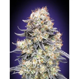 Auto Purple Punch – 00 Seeds – indica dominantní autoflowering semena konopí