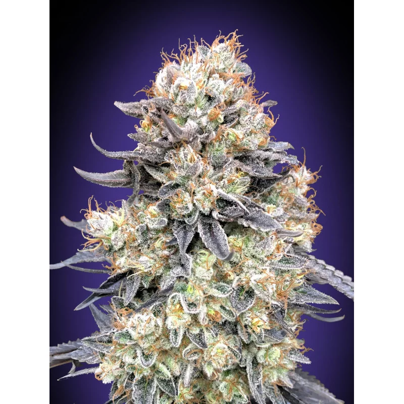 Auto Purple Punch – 00 Seeds – indica dominantní autoflowering semena konopí