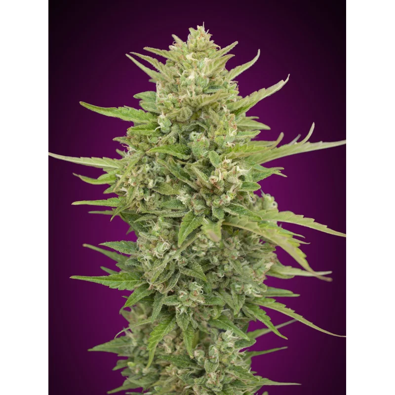 Auto Super Skunk – 00 Seeds – indica dominantní autoflowering semena konopí