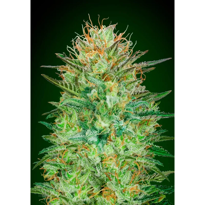 Auto Sweet Critical – 00 Seeds – hybridní autoflowering semena konopí