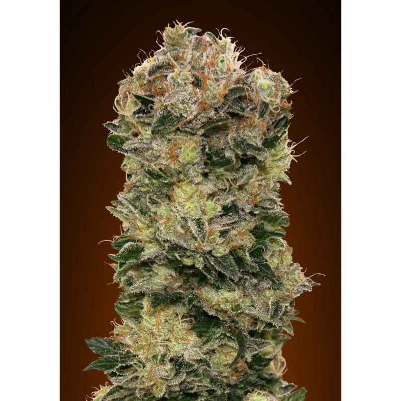 Auto Sweet Somango – 00 Seeds – indica dominantní autoflowering semena
