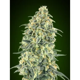 Auto White Widow XXL – 00 Seeds – indica dominantní autoflowering semena