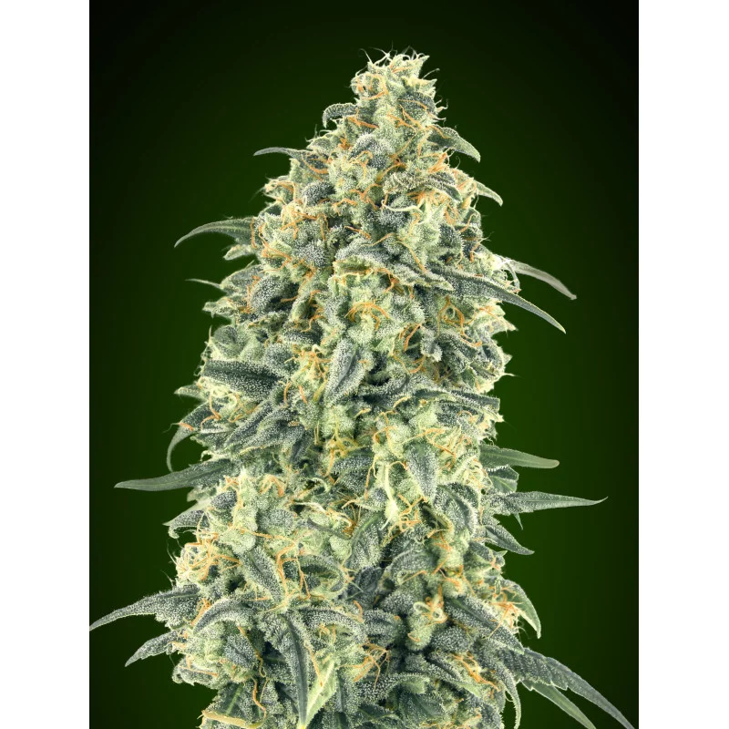 Auto White Widow XXL – 00 Seeds – indica dominantní autoflowering semena