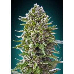 Auto Northern Lights – 00 Seeds – Automatic Collection 2