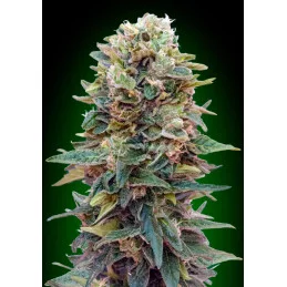 Auto Afghan Mass – 00 Seeds – Automatic Collection 2