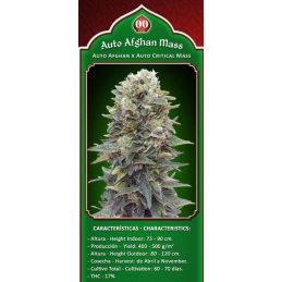 AUTO AFGHAN MASS - OO Seeds SEEDS-BANK.CZ JIHLAVA