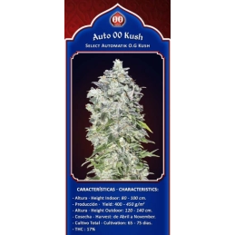 Auto 00 Kush - OO Seeds SEEDS-BANK.CZ JIHLAVA