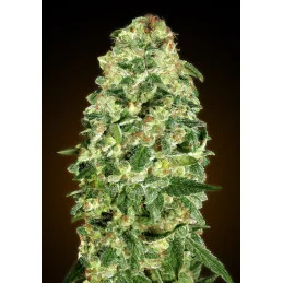 Auto California Kush – součást Automatic Collection 3 – 00 Seeds