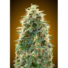 Auto 00 Cheese – součást Automatic Collection 3 – 00 Seeds