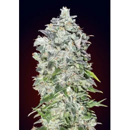Auto 00 Kush – součást Automatic Collection 3 – 00 Seeds