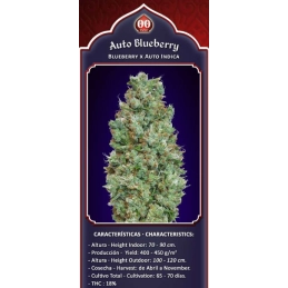Auto Blueberry - OO Seeds SEEDS-BANK.CZ JIHLAVA