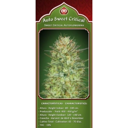 Auto Sweet Critical - OO Seeds SEEDS-BANK.CZ JIHLAVA