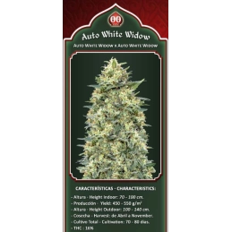 Auto White Widow - OO Seeds SEEDS-BANK.CZ JIHLAVA