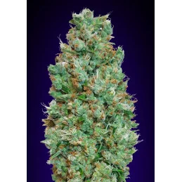 Auto Blueberry - OO Seeds SEEDS-BANK.CZ JIHLAVA