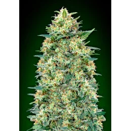 Auto White Widow - OO Seeds SEEDS-BANK.CZ JIHLAVA