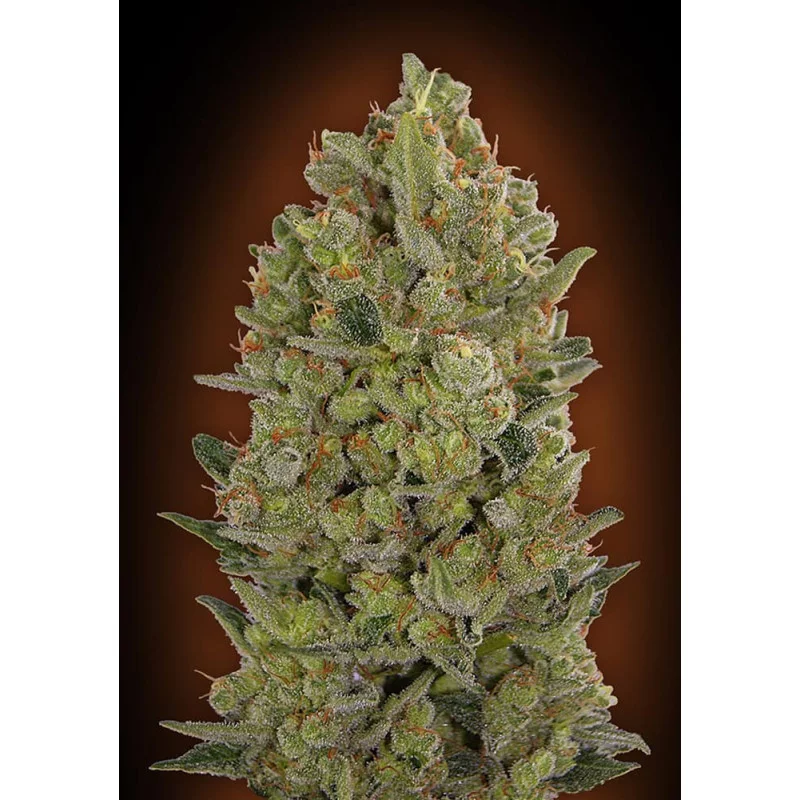 OO CHEESE - OO Seeds SEEDS-BANK.CZ JIHLAVA