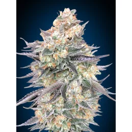 BLUE DREAM - OO Seeds SEEDS-BANK.CZ JIHLAVA