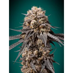 BUBBA´S GIFT - OO Seeds SEEDS-BANK.CZ JIHLAVA