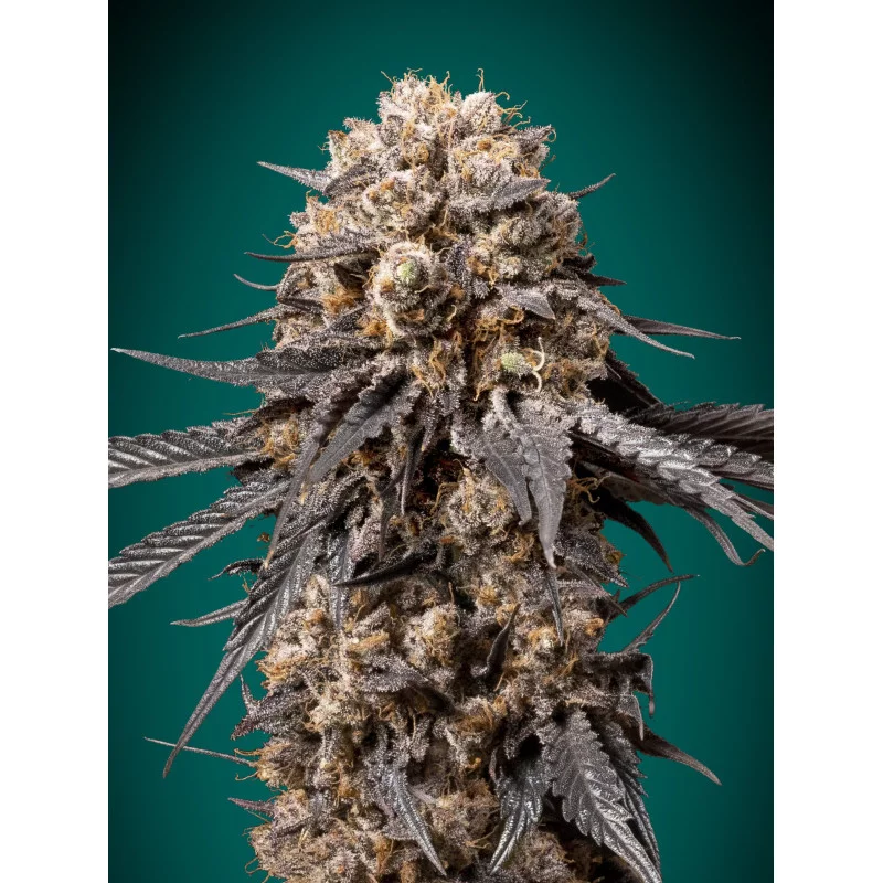 Bubba’s Gift – 00 Seeds – feminizovaná semena konopí