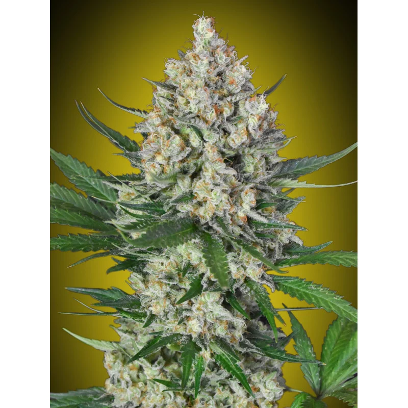 LEMON OG - OO Seeds SEEDS-BANK.CZ JIHLAVA