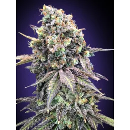 Purple Punch - OO Seeds -...