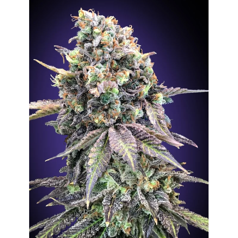 Purple Punch – 00 Seeds – feminizovaná semena