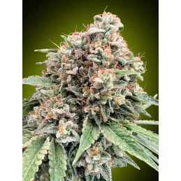 SWEET CRITICAL 2.0 - OO Seeds SEEDS-BANK.CZ JIHLAVA