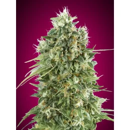 Bubble Gum CBD – 00 Seeds – feminizovaná CBD semena konopí