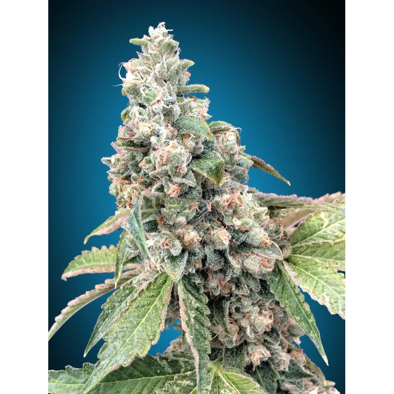 Harlequin CBD – 00 Seeds – feminizovaná CBD semena