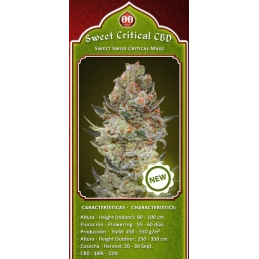 Sweet Critical CBD – 00 Seeds – detail květu odrůdy