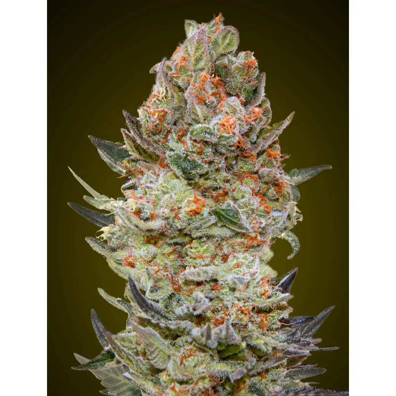 Sweet Critical CBD – 00 Seeds – feminizovaná CBD semena konopí