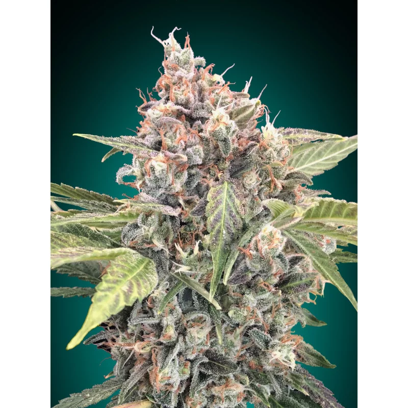 Northern Lights CBD – 00 Seeds – feminizovaná CBD semena