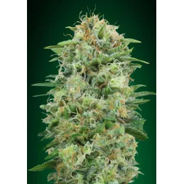 White Widow CBD – 00 Seeds – feminizovaná CBD semena konopí