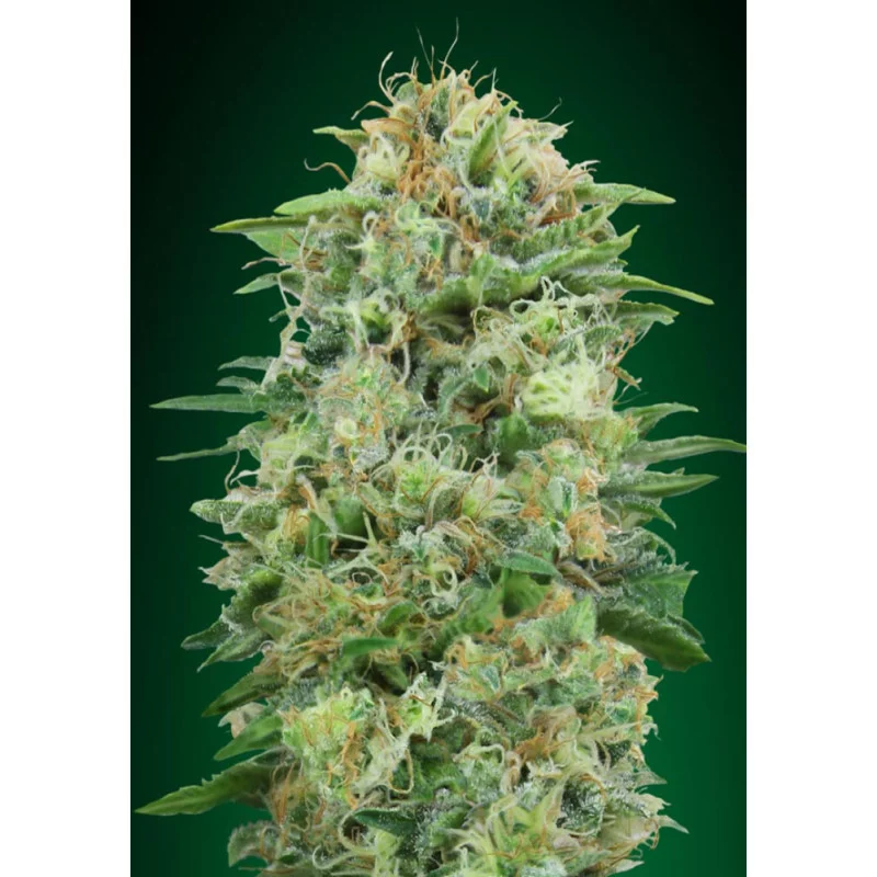 WHITE WIDOW CBD - OO Seeds SEEDS-BANK.CZ JIHLAVA