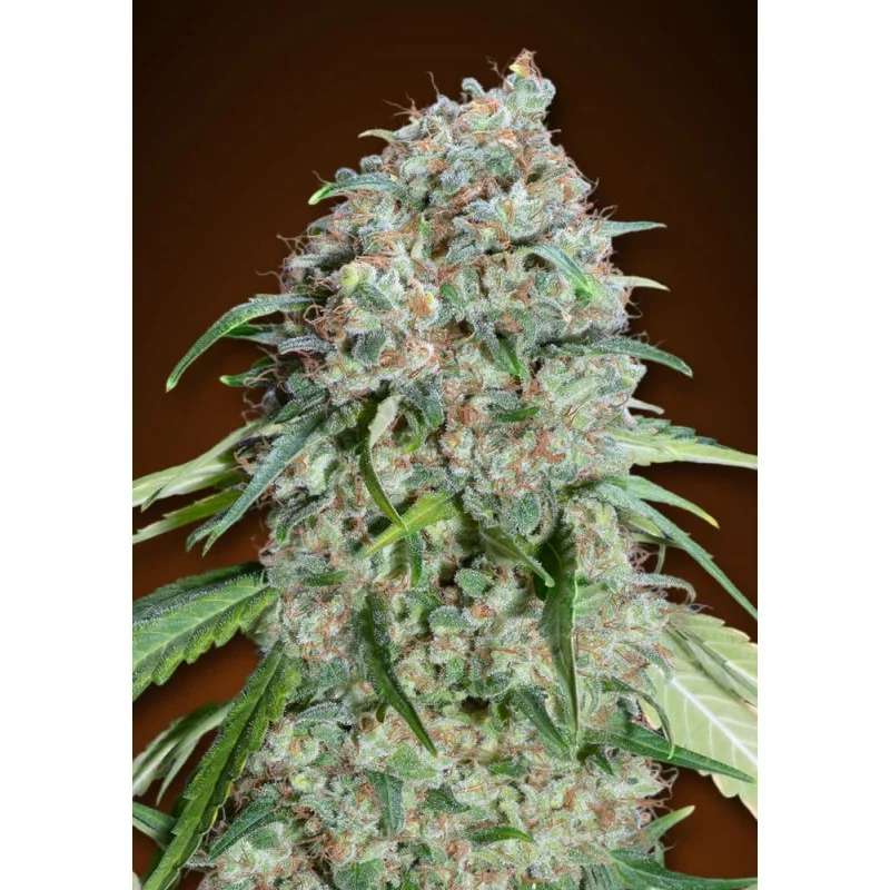 Chocolate Skunk CBD – 00 Seeds – feminizovaná CBD semena